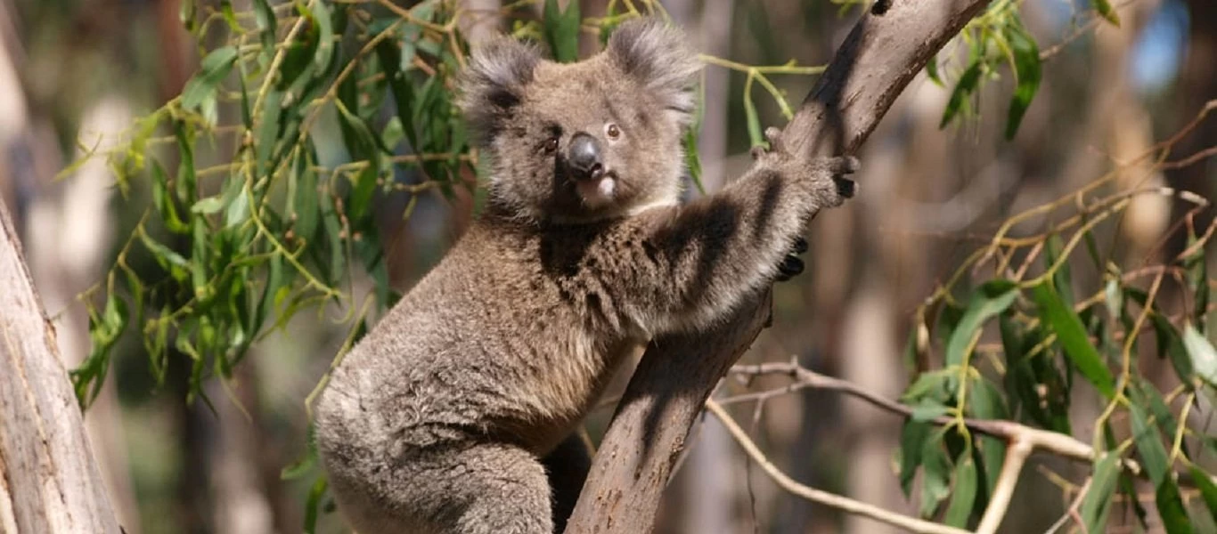 Αυστραλία: Πώς τα κοάλα απειλούν να «ρίξουν» την κυβέρνηση της Νέας Νότιας Ουαλίας